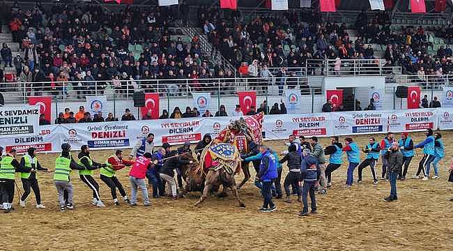 Yılın deve güreşi Denizli'de yapıldı