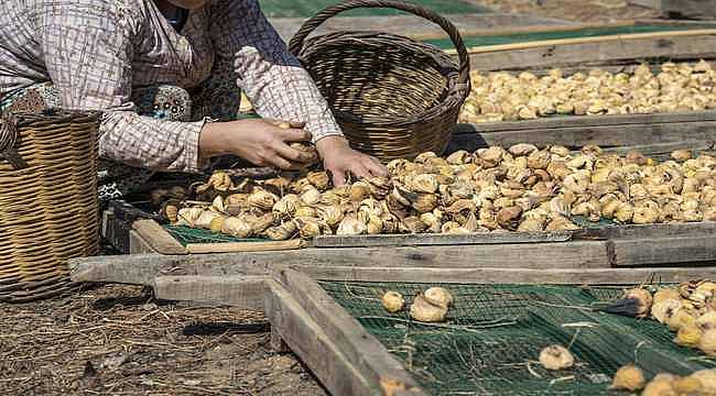 İhracatta kuru incir bereketi: 216 milyon dolar döviz getirisi 