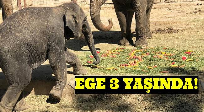 Doğal Yaşam Parkı'nda Sevimli Fil Ege 3 Yaşında: Meyveli Yonca Pastasıyla Kutlama