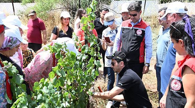 İzmir'de Bağcılıkta Yeni Dönem: Feromon Tuzaklar ile Salkım Güvesi ile Mücadele!