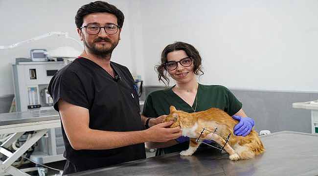 İzmir'de Veterinerler, Sahipsiz Kedinin Bacağını Aparatla Kurtardı: Balım Yeni Yuvasını Bekliyor!