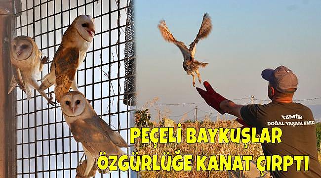 Doğal Yaşam Parkı'ndan Güzel Haber: 6 Peçeli Baykuş Yavrusu Yeniden Doğayla Buluştu