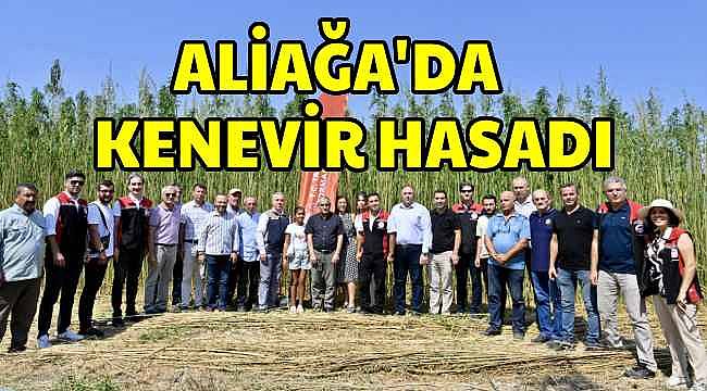 Aliağa'da 22 Dekar Alanda Kenevir Üretimi ve İlk Hasat Yapıldı