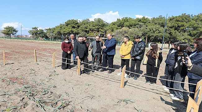 Menderes Belediyesi, Kum Zambaklarını Koruma Altına Alıyor