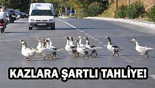 CİMER'e şikâyet edilen kazlara şartlı tahliye!