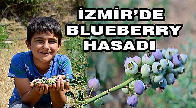 Ödemiş'te İlk Kez Toprağa Dikilen Maviyemişler Hasat Edildi