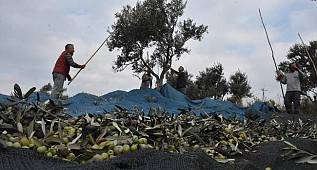 Edremit Belediyesi kendi zeytinyağını üretiyor - Balıkesir Haberleri 